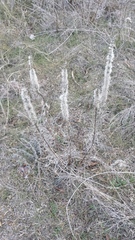 Liatris punctata mucronata