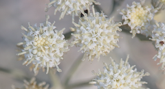 Senecio leucostachys