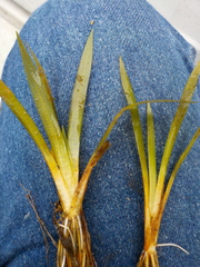 Eriocaulon aquaticum