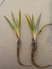 Eriocaulon aquaticum