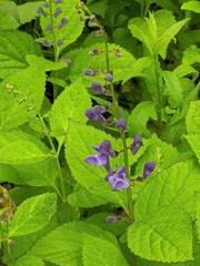 Scutellaria serrata