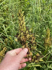 Melanthiaceae