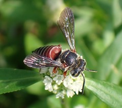 Coelioxys slossoni slossoni