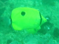 Chaetodon interruptus