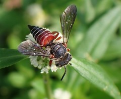 Coelioxys slossoni slossoni