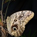 Dark Owl-Butterfly - Photo (c) Léo Pimenta, some rights reserved (CC BY), uploaded by Léo Pimenta