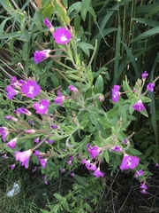 Epilobium hirsutum