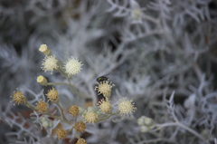 Senecio leucostachys