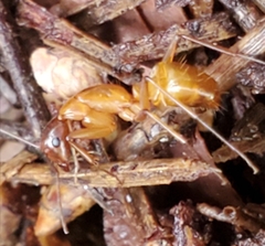 Image of Camponotus castaneus