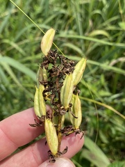 Melanthiaceae