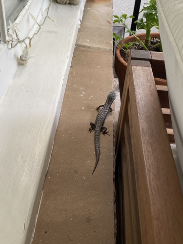 photo of San Diego Alligator Lizard (Elgaria multicarinata webbii)