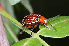 Blepharida