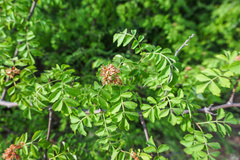 Harrisonia perforata