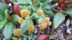 Bupleurum triradiatum