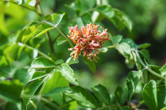 Harrisonia perforata