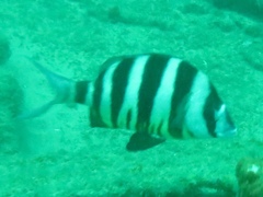 Diplodus hottentotus
