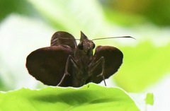 Ancistroides nigrita