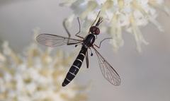 Dolichomyia coniocera