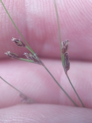 Bulbostylis capillaris