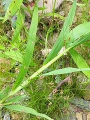 Bulbostylis capillaris