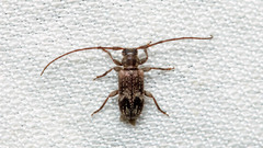 Exocentrus adspersus
