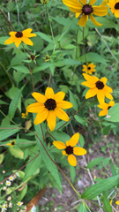 Rudbeckia triloba