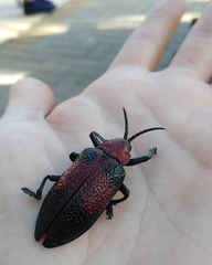 Coraliomela aeneoplagiata