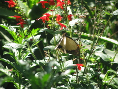 Papilio dardanus cenea