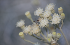 Dolichomyia coniocera