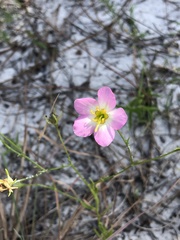 Sabatia grandiflora
