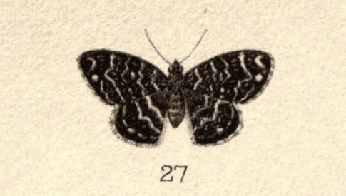 Notoreas isoleuca