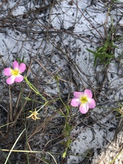 Sabatia grandiflora