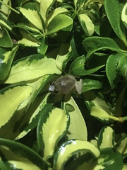 Eleutherodactylus coqui