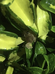 Eleutherodactylus coqui