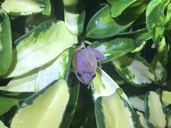 Eleutherodactylus coqui
