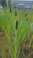 Typha latifolia