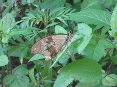 Papilio dardanus cenea