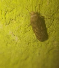 Hofmannophila