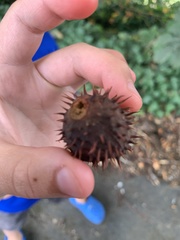 Aesculus glabra glabra