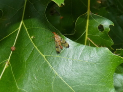 Panorpa rufescens
