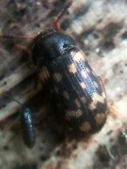 Mycetophagus atomarius