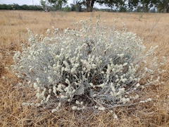 Eriogonum wrightii trachygonum