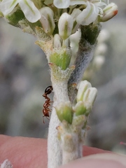 Eriogonum wrightii trachygonum