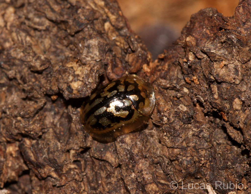 Aporocassida graphica