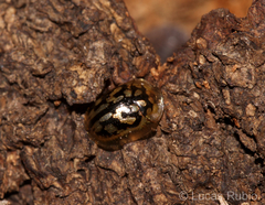 Aporocassida graphica