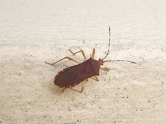 Anasa bellator