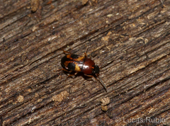 Poecilocrypticus formicophilus