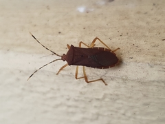 Anasa bellator