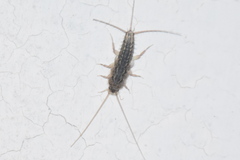 Ctenolepisma lineatum