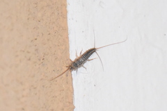 Ctenolepisma lineatum
